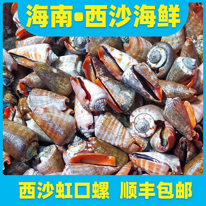 南海西沙捕捞鲜活野生海螺虹口螺500g红口螺活速冻顺丰3斤包邮