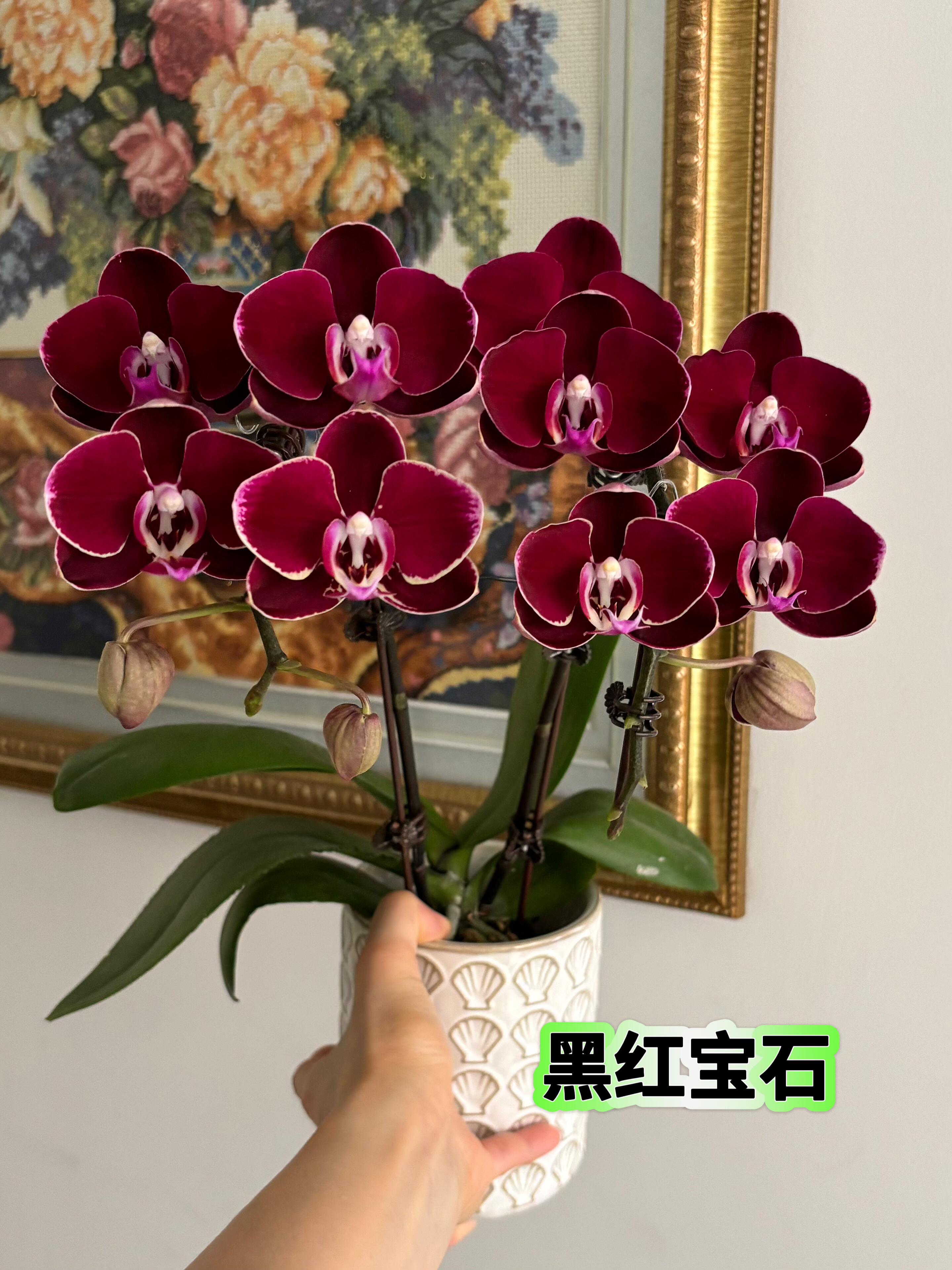 黑红宝石蝴蝶兰2.8寸带花剑室内绿植盆栽花卉浓香型好养年宵花