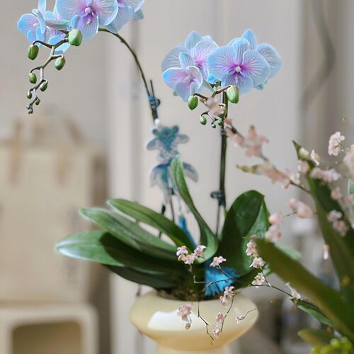 蝴蝶兰2.8寸大苗带花剑室内绿植盆栽花卉浓香型好养年宵花