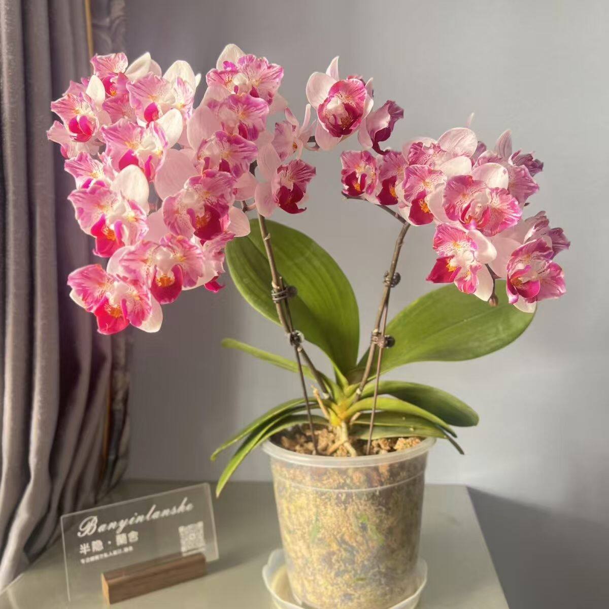 第一名两眼蕾丝 蝴蝶兰 带花剑 2.8寸大苗室内绿植盆栽花卉好养活