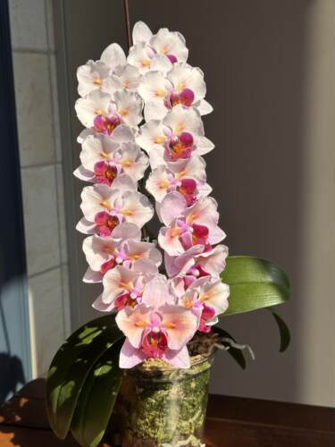 蝴蝶兰樱花公主变异2.8带花剑室内绿植盆栽花卉浓香型好养年宵花