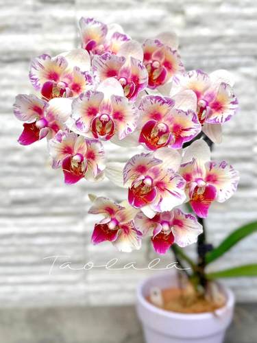 蝴蝶兰小宝石盆栽带花剑室内客厅办公室桌面四季好养花卉年宵花