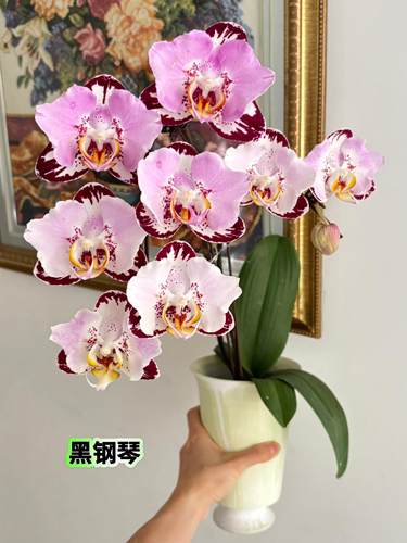 蝴蝶兰黑钢琴盆栽带花剑室内客厅办公室桌面四季好养植物年宵花