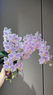 蝴蝶兰粉残雪2.8寸带花剑室内绿植盆栽花卉浓香型好养年宵花