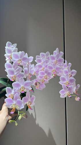 蝴蝶兰粉残雪2.8寸带花剑室内绿植盆栽花卉浓香型好养年宵花