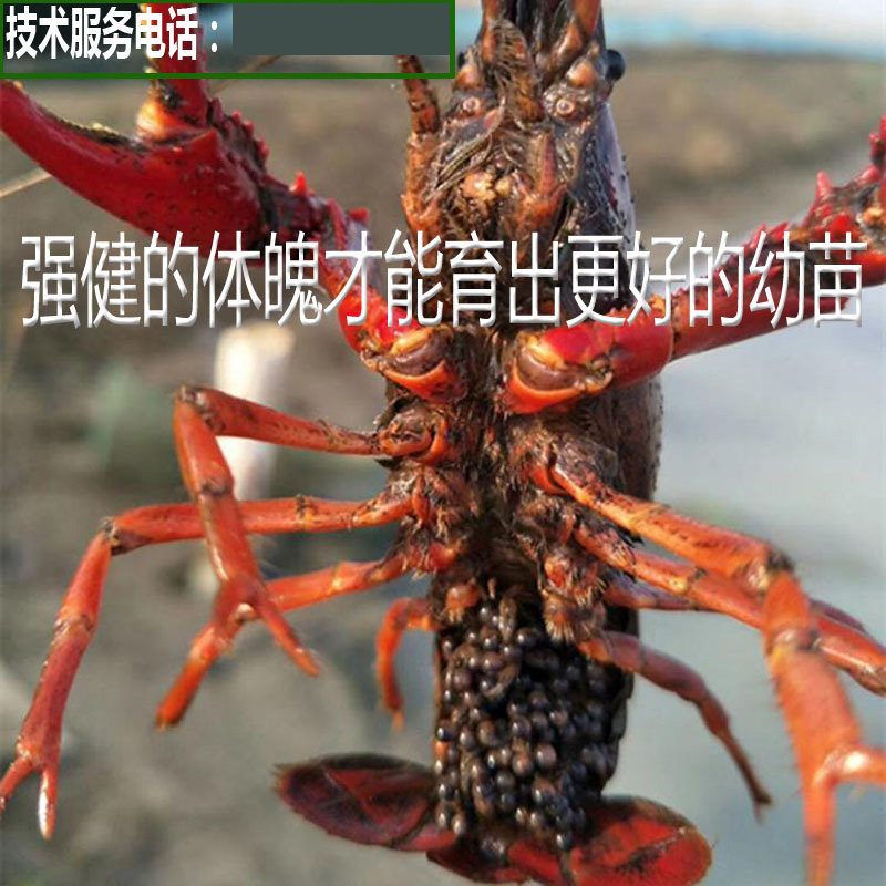 繁殖种苗种虾虾种淡水小龙虾苗幼苗青虾苗养殖垂钓小龙虾