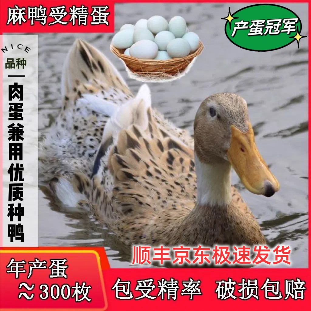 绍兴麻鸭蛋新鲜土鸭蛋产蛋王品种鸭子蛋公母混养可孵白脖麻鸭蛋