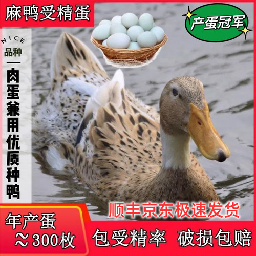 绍兴麻鸭蛋新鲜土鸭蛋产蛋王品种鸭子蛋公母混养可孵白脖麻鸭蛋