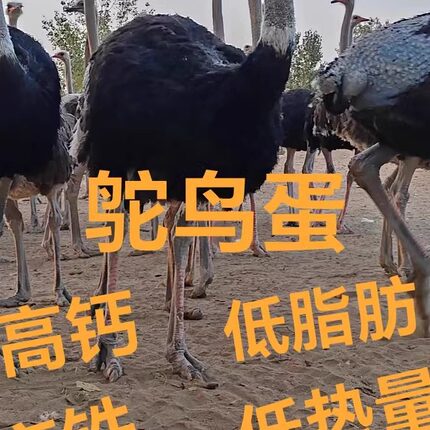 新鲜鸵鸟蛋顺丰包邮3斤左右破损包赔