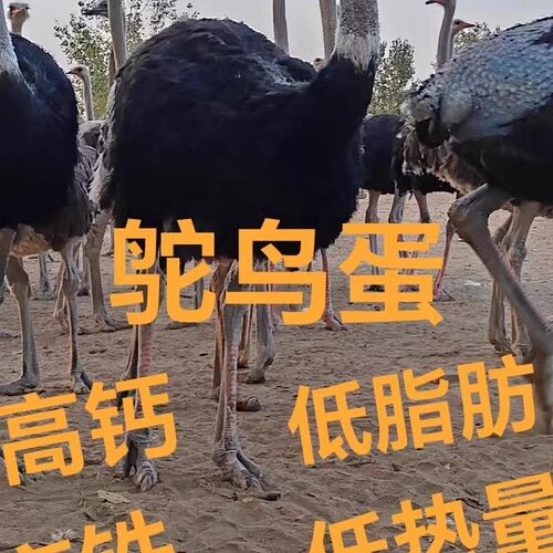 新鲜鸵鸟蛋顺丰包邮3斤左右破损包赔