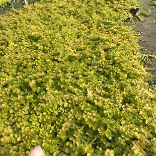 金叶过路黄多年生蔓性草常绿黄金串吊兰黄金佛甲草园晶草耐寒地被