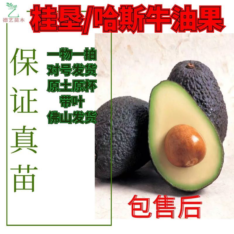 牛油果树苗嫁接苗南方北方种植结果鳄梨油梨哈斯桂垦桂研牛油果在类目 鲜花速递/花卉仿真/绿植园艺, 花园植物/行道树/果树, 果树中 - 来自Buy2taobao.com提供专业的淘宝代购服务
