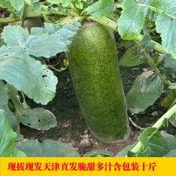 天津特产正宗沙窝萝卜生吃脆甜水果型青萝卜新鲜蔬菜即食现拔萝卜