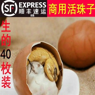 顺丰商用 新鲜鸡胚蛋生钢化蛋生毛蛋生毛蛋 40枚13天活珠子 生