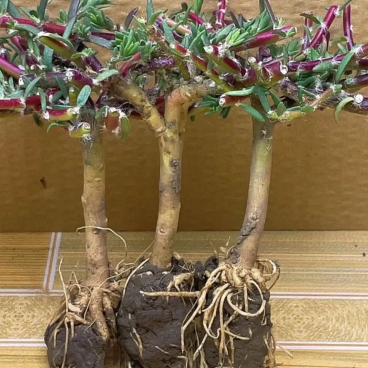 1精品棒棒糖太阳花老桩苗带花死桌面绿植