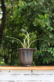 墨兰【黄金养老艺】花期冬末春初 霸气报岁兰精品线艺兰优选壮苗