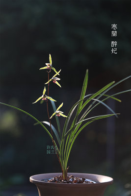 新品寒兰【醉妃】花期秋冬 精品兰草优选壮苗案头绿植茶空间茶室