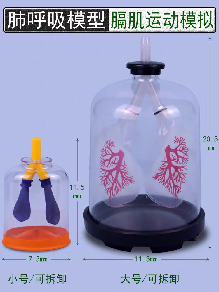 膈肌运动模拟器肺呼吸模型制作材料人体肺部气体交换初中生物实验