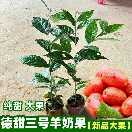 矮化德甜羊奶果苗纯甜果子多汁耐寒南北方盆栽地栽带土带叶发货