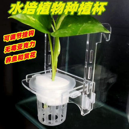 水培植物种绿萝种植杯水草杯水培懒人植物挂式定植篮鱼缸装饰造景