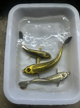 熊猫蝴蝶鲤渔场直发自家养的精品蝴蝶鲤金鱼品种体型漂亮