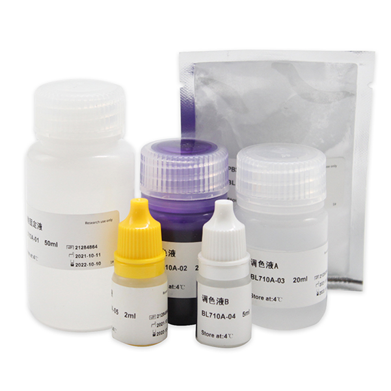 白鲨Biosharp BL710A 细胞小室染色试剂盒 Transwell 染色试剂盒