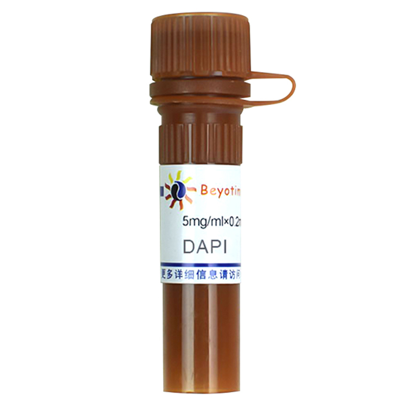 碧云天Beyotime C1002 荧光染料DAPI 5mg/ml×0.2ml
