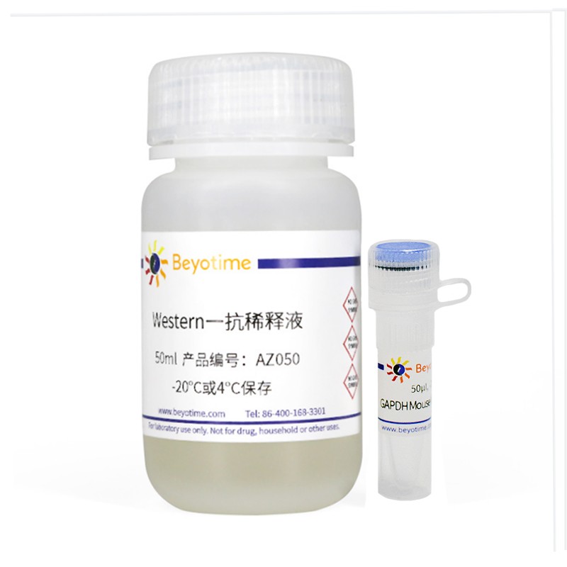 碧云天GAPDH小鼠单克隆抗体
