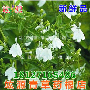 竑源青草药根店 新鲜 白鹤灵芝草 白鹤灵芝 灵芝草 现采 500克