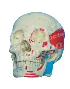 成人头颅骨肌肉着色模型GD/A11111/2