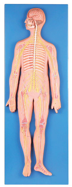 神经系统模型gd/a18101