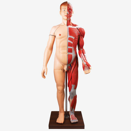 人体全身层次肌肉附内脏模型 GD/A10001全身肌肉解剖模型170CM