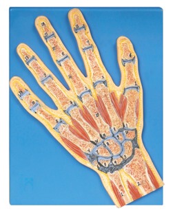 手关节剖面模型GD/A11204