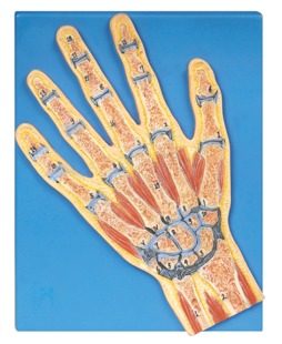 手关节剖面模型GD/A11204
