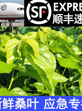 顺丰蚕宝宝饲料新鲜桑叶喂蚕养蚕