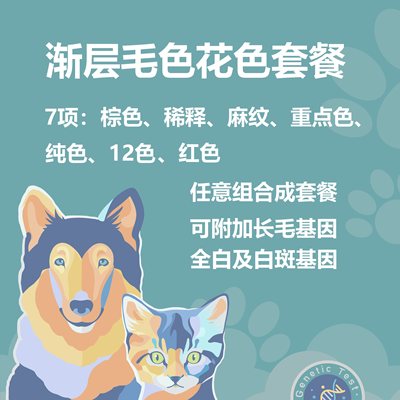 猫咪猫基因检测蓝金紫金渐层毛色