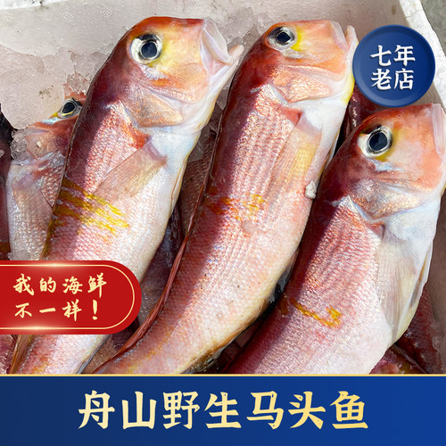 舟山新鲜渔船到货马头鱼
