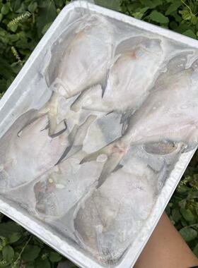 鲜冻舟山ye生中鲳鱼5条/斤，4斤1份