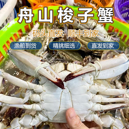舟山梭子蟹野生大白蟹公蟹