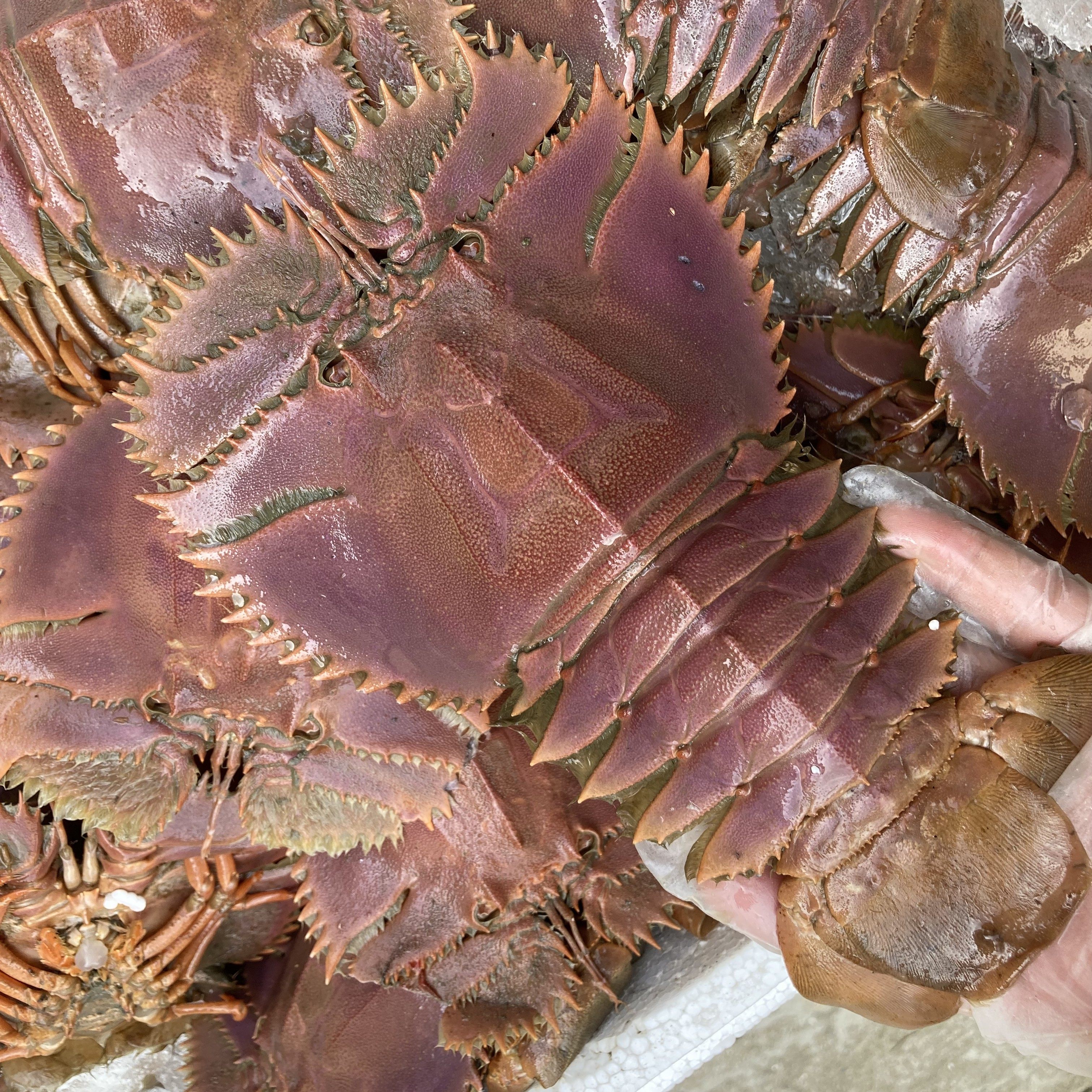 舟山野生鲜冻琵琶虾犀牛虾九齿扇虾1斤3-4只