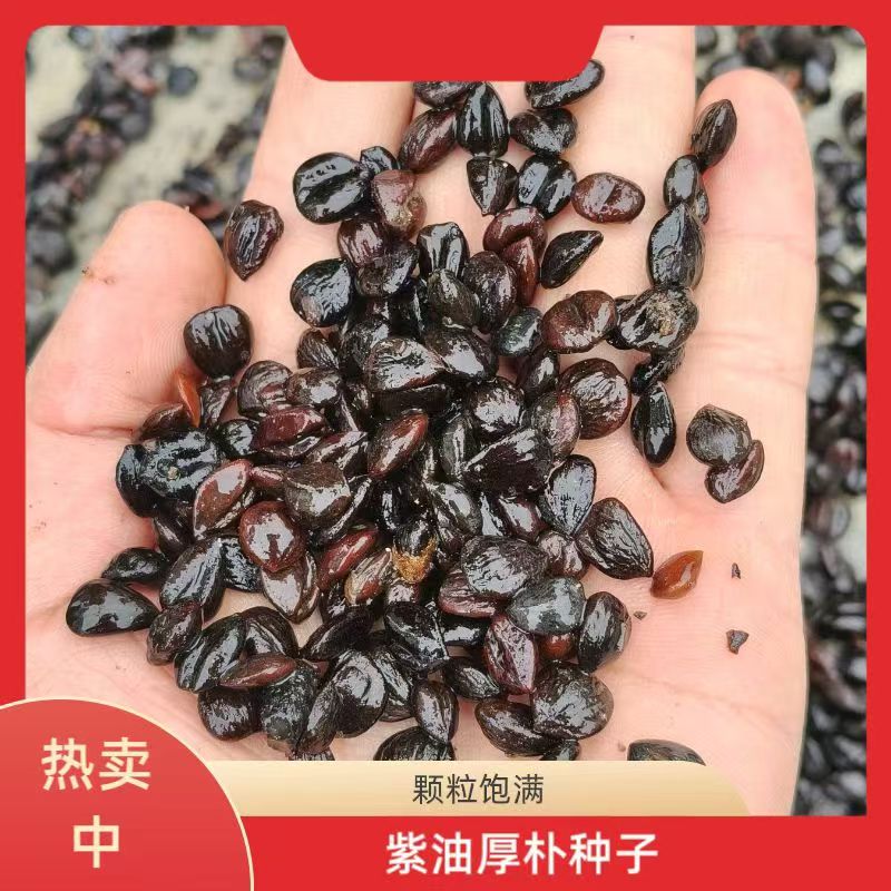 厚柏种子重皮赤朴种子烈朴川朴紫油厚柏林木种子包邮绿化造林