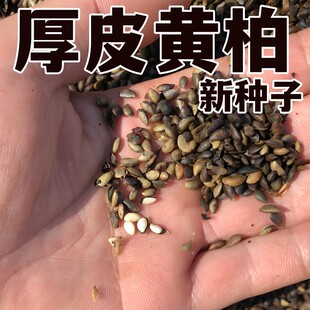 【当年新种】正宗药材厚黄柏种子川黄柏剥皮黄柏黄柏苗黄柏树川柏