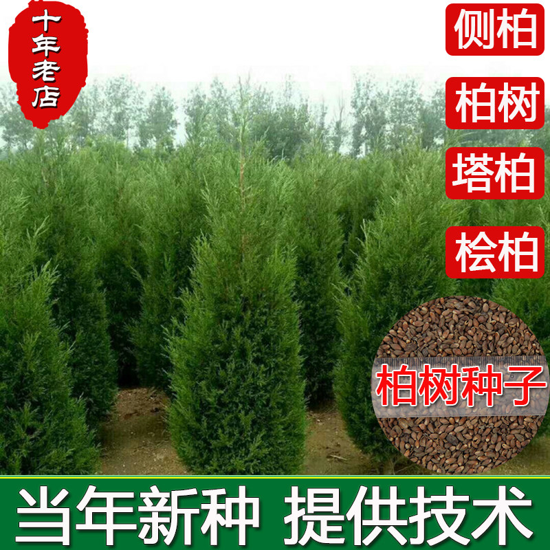 柏树种子塔柏墓地松柏种子桧柏洒金柏侧柏松树圆柏种籽龙柏树易活图片