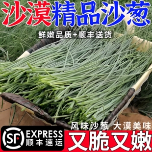 顺丰包邮甘肃民勤农家现采新鲜沙葱蒙古韭野菜蔬菜下饭菜产地直发