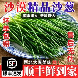 【顺丰包邮】甘肃民勤特产野菜新鲜沙葱1/2/3/5/斤鲜沙葱现采现发