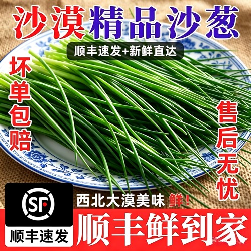 甘肃民勤特产鲜沙葱现采现发