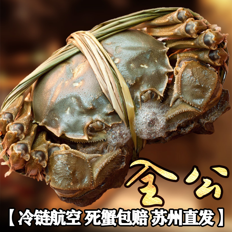 【全公5.0-5.5两6只】苏州礼盒活蟹大闸蟹鲜活螃蟹现货湖蟹