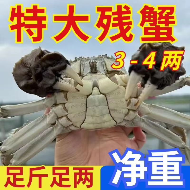 【去绳净重】缺腿断腿蟹残次蟹残蟹大闸蟹现货鲜活公母螃蟹全母