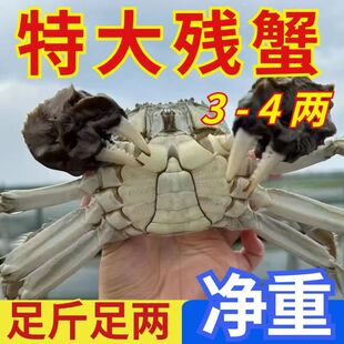 【去绳净重】缺腿断腿蟹残次蟹残蟹大闸蟹现货鲜活公母螃蟹全母