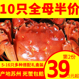 全母苏州螃蟹鲜活大闸蟹礼盒装 6只可公母湖蟹 全母蟹新鲜河蟹16